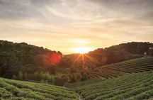 Private Day Trip to Kiambethu Tea Farm in Limuru from Nairobi