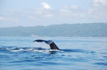Whale Watching and Bacardi Island day trip from Punta Cana