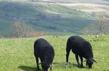 Yorkshire Dales Day Trip from York