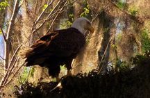 Blue Springs Manatee Tours & Wildlife Adventure Orlando