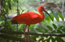 Sunset Boat Tour into Caroni Wetlands