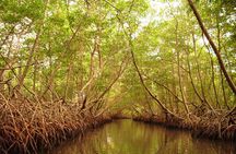 Sunset Boat Tour into Caroni Wetlands