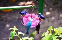 Trinidad Nature and Asa Wright Center Full-Day Tour from Port of Spain
