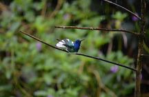Trinidad Nature and Asa Wright Center Full-Day Tour from Port of Spain