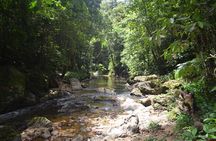 Trinidad Rainforest Hike to Waterfall