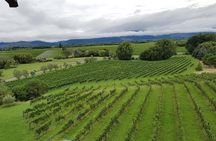 Full-Day Marlborough Catamaran Cruise with Wine Tour and Lunch