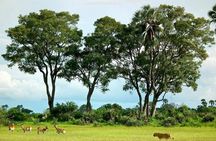 Private Game Drive and Chobe River Cruise