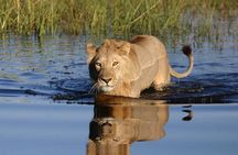 Private Game Drive and Chobe River Cruise