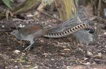Dandenong Ranges Private Nature Day Tour from Melbourne