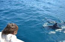 2-Hours Dolphin Excursion in Mauritius