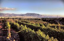 Wine Tasting - Tour and Tasting in Vesuvius Winemaker
