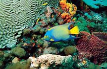 Tobago Buccoo Reef Glass Bottom Boat Cruise and Island Sightseeing Tour