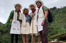 Private Full-Day Coffee Tour to Palmitas farm near Medellín