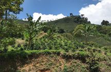 Private Full-Day Coffee Tour to Palmitas farm near Medellín