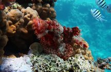 Snorkeling trip in Red Sea