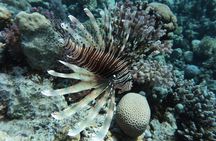 Snorkeling trip in Red Sea