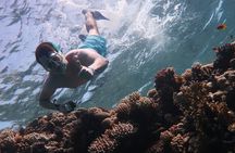 Snorkeling trip in Red Sea