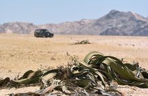 Moon Landscape and Welwitschia 4x4 Half-Day Tour from Walvis Bay