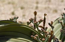Moon Landscape and Welwitschia 4x4 Half-Day Tour from Walvis Bay