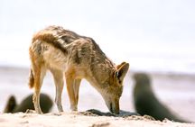 Highlights of Walvis Bay Guided 1/2 Day Tour (shore excursion)