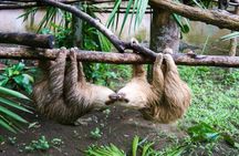 Sloths & Limón Highlights: Wildlife & Culture Tour