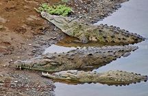  Crocodile Jungle River Safari & Puntarenas Cultural Highlights