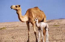 Wahiba Sands and Desert Safari from Muscat