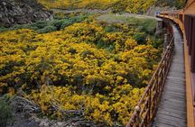 Dunedin Shore Excursion: Taieri Gorge Railway & City Sightseeing 