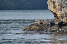 Bentota River Safari By BTM (Mangrove & Wildlife Encounter)