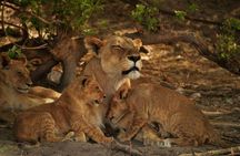 2-Day Camping Safari in Chobe National Park from Victoria Falls