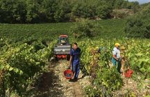 Small Group Chianti Wine Tasting with Seven Tuscan Wines 