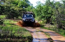 From Colombo: Udawalawa National Park Wildlife Safari