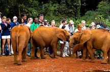 Nairobi National Park, Elephant Orphanage, Giraffe Centre Tour
