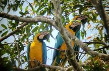 Dive into the Heart of the Wild at Caiman Eco-Lodge Cuyabeno!