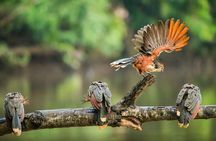 Dive into the Heart of the Wild at Caiman Eco-Lodge Cuyabeno!
