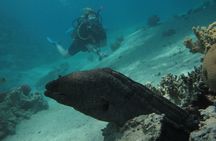 PADI Underwater Naturalist 