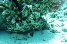 PADI Underwater Naturalist 