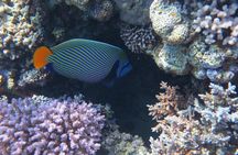 PADI Underwater Naturalist 