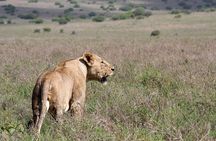 Half Day Sunrise Game - Drive of National Park Tour From Nairobi