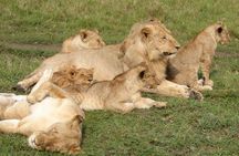 3 days 2 nights Masai Mara Budget safari from Nairobi