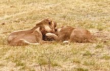 Full-Day Hwange National Park Tour from Victoria Falls