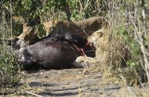 Full-Day Hwange National Park Tour from Victoria Falls