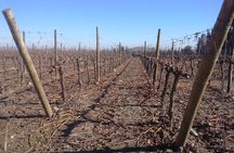half day wine tour to concha y toro from Santiago seasonal offer