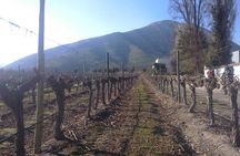 Full day private wine tour casablanca valley from Santiago