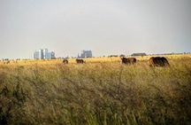 Nairobi National Park: Half Day Guided Tour From Nairobi
