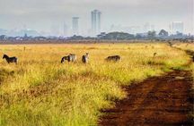 Nairobi National Park: Half Day Guided Tour From Nairobi