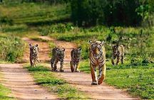  Private Tour to Sariska Tiger National Park by Car from Jaipur 