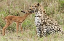 Sariska Wild Life Tour By Private Car With Jungle Safari Gypsy