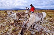 Visit a Lappish Reindeer Farm in the Summer
