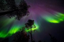 Small-Group Night of Reindeer and Northern Lights